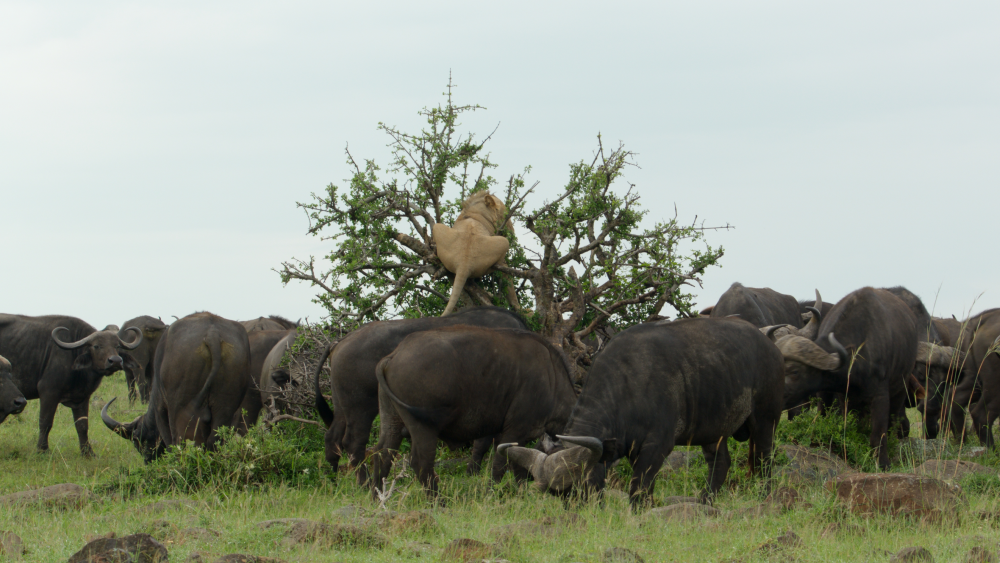 buffalo surround a lion stuck in a small tree, he seems embarrassed buffalo surround a lion stuck in a small tree, he seems embarrassed
